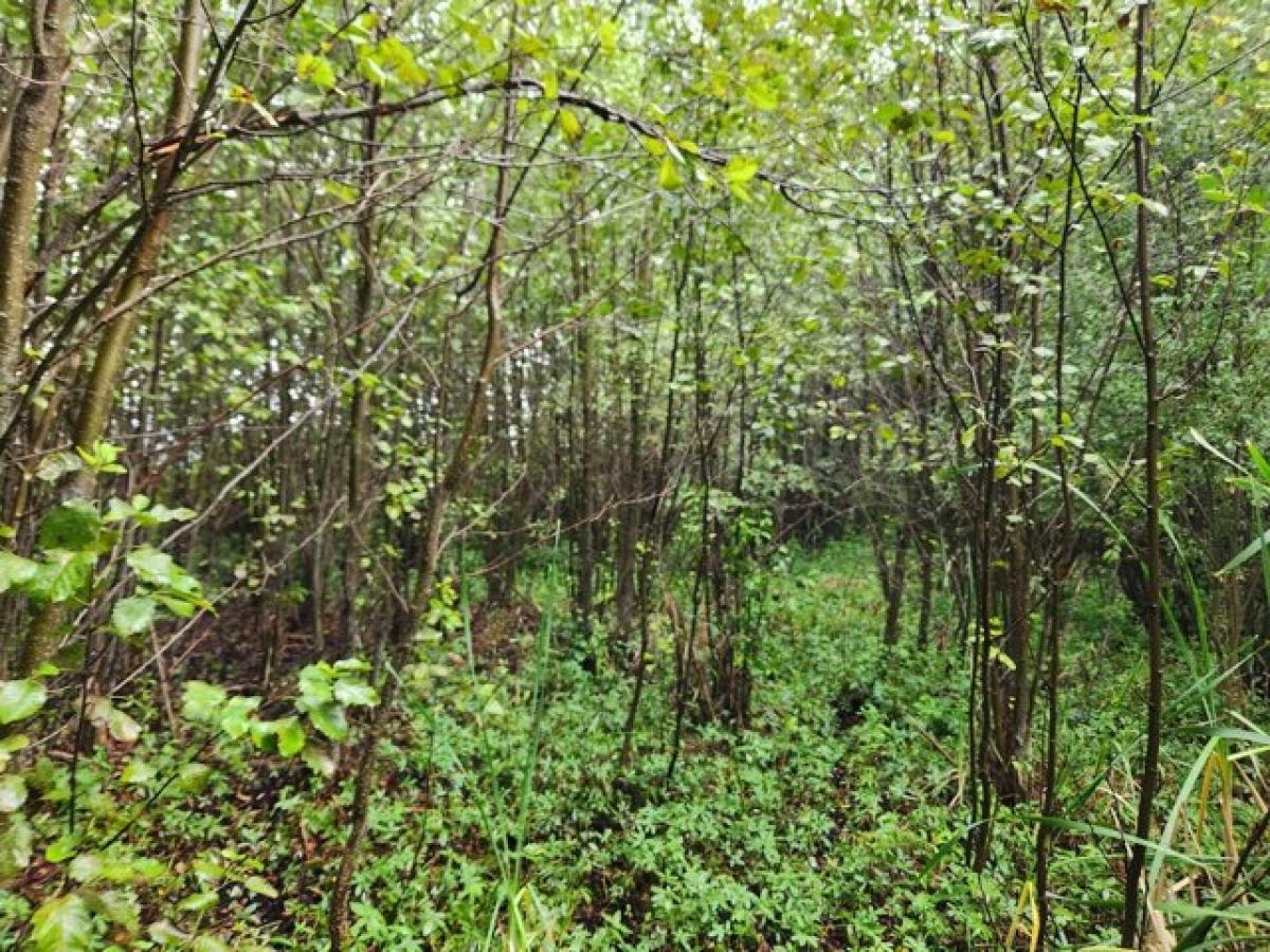 Picture of Residential Land For Sale in Tonasket, Washington, United States