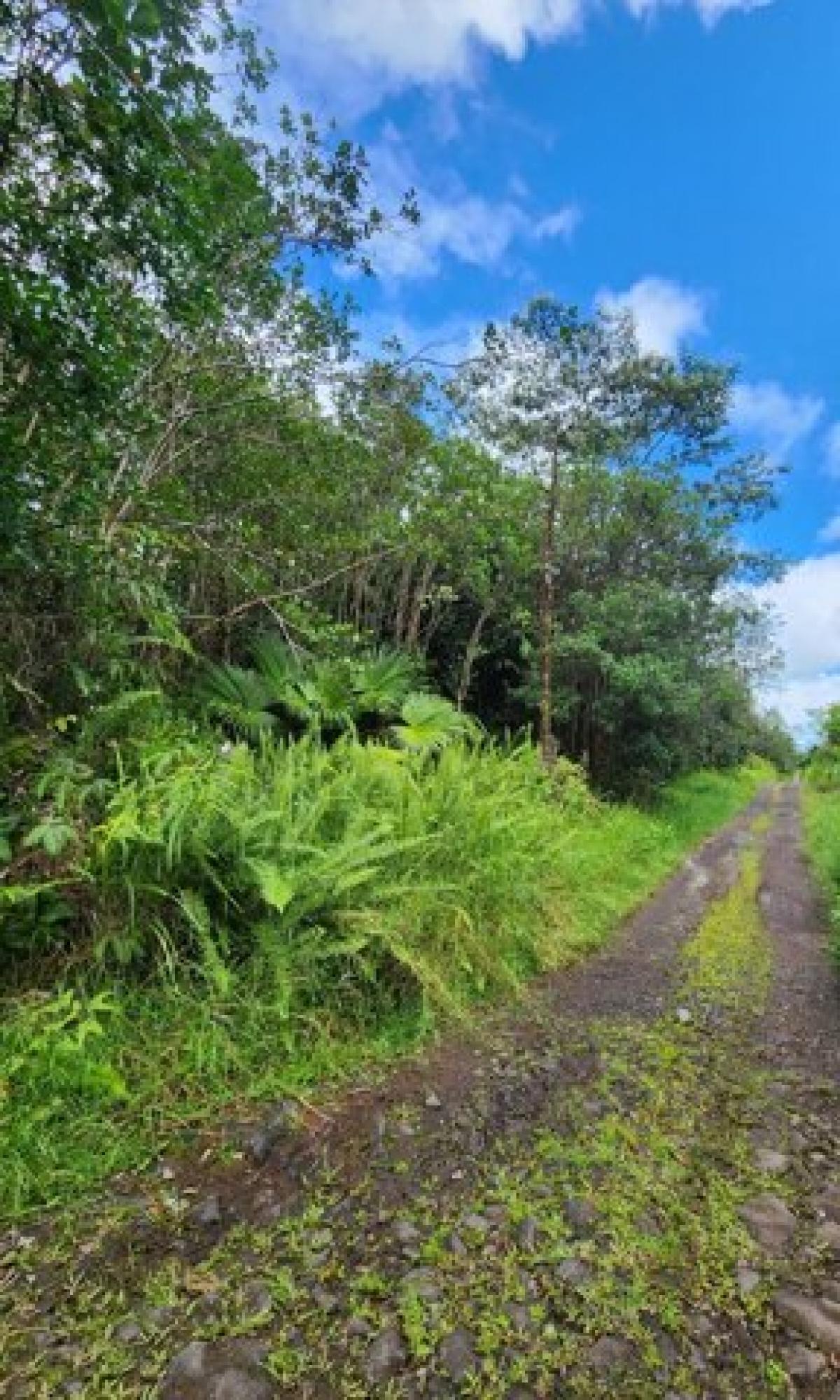 Picture of Residential Land For Sale in Mountain View, Hawaii, United States