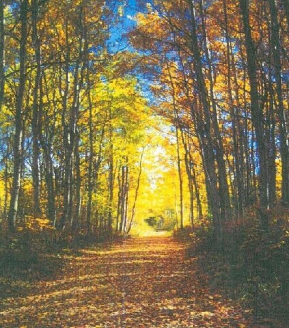 Picture of Residential Land For Sale in Windsor, South Carolina, United States