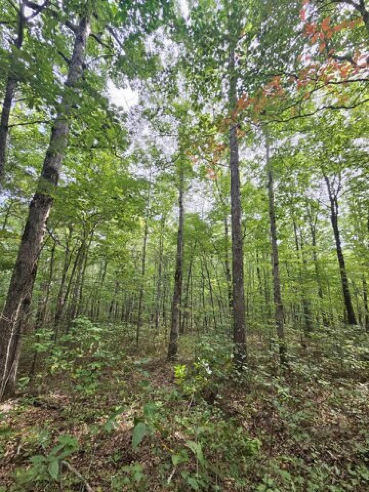 Picture of Residential Land For Sale in Gruetli Laager, Tennessee, United States