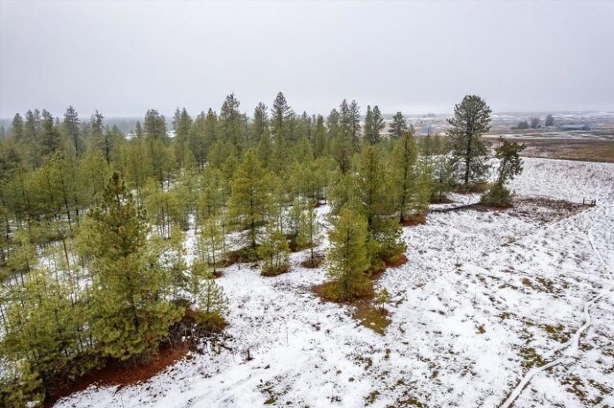 Picture of Residential Land For Sale in Cheney, Washington, United States