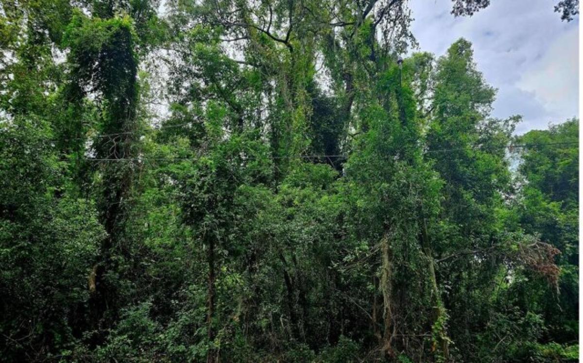 Picture of Residential Land For Sale in Live Oak, Florida, United States