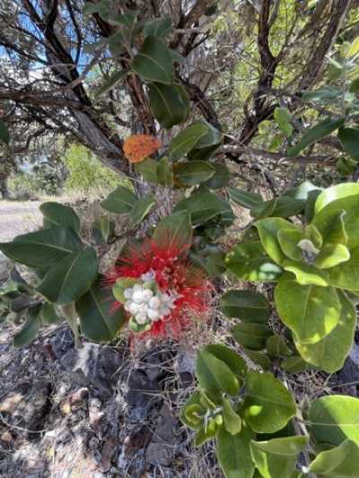 Residential Land For Sale in Ocean View, Hawaii