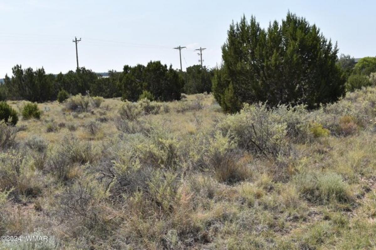 Picture of Residential Land For Rent in Concho, Arizona, United States