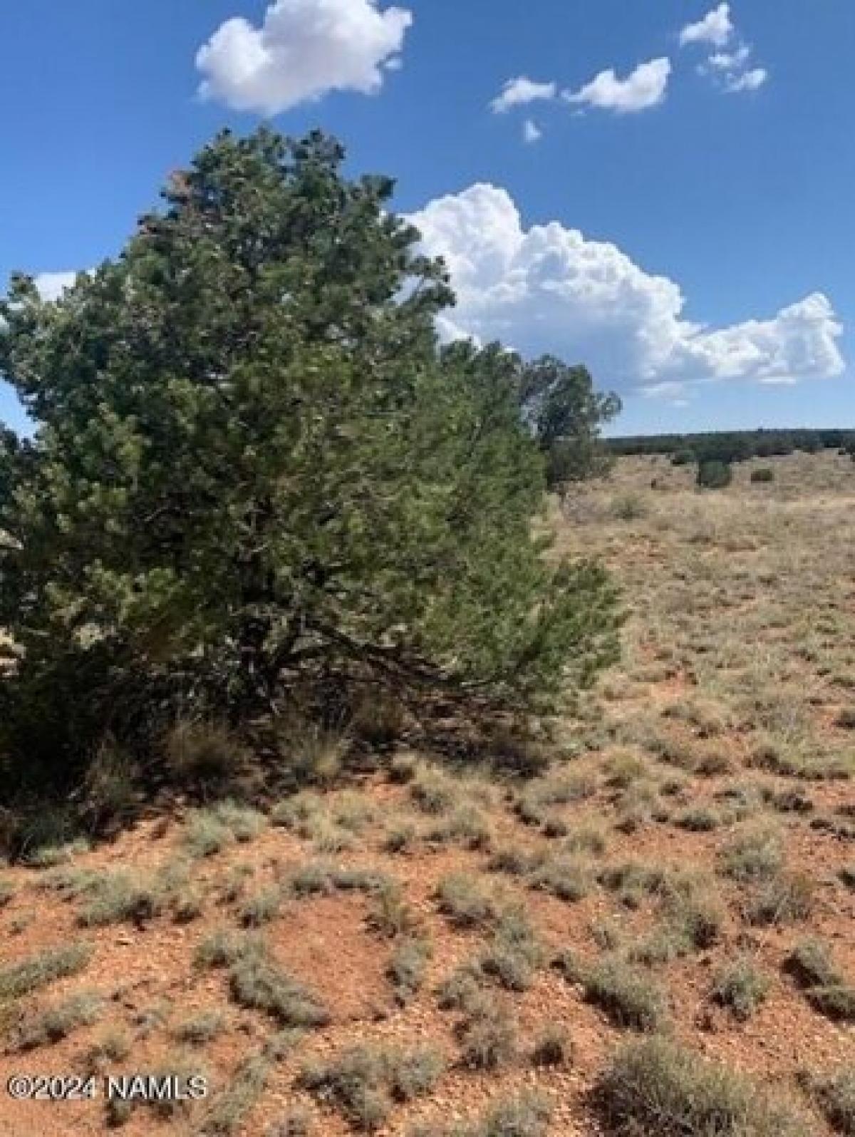 Picture of Residential Land For Rent in Williams, Arizona, United States