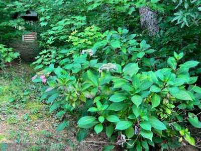 Residential Land For Sale in Marion, North Carolina