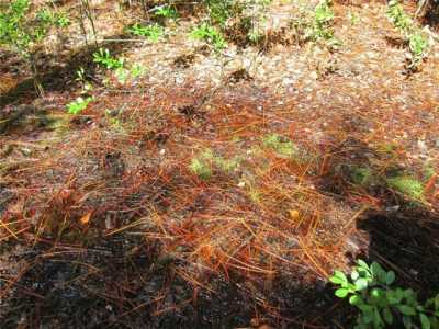 Residential Land For Sale in Lake Wales, Florida