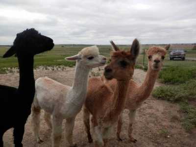 Home For Sale in Osborne, Kansas