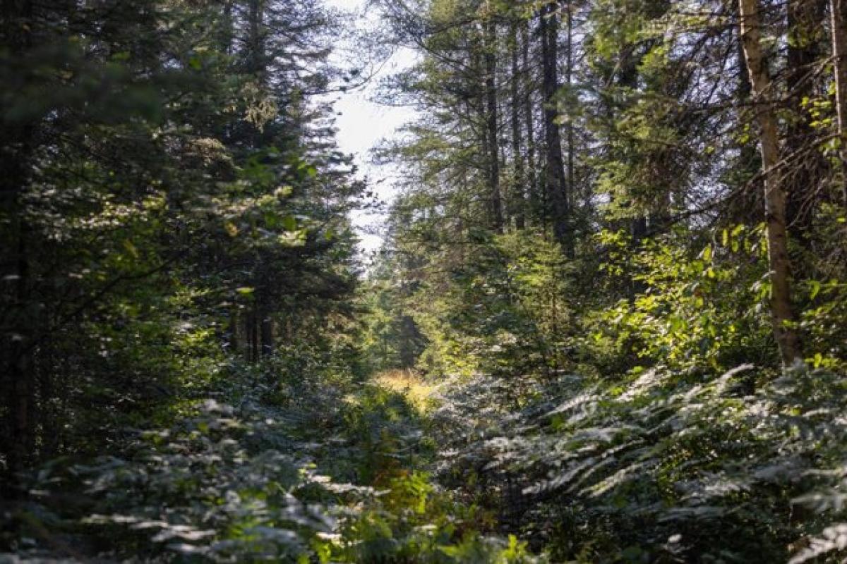 Picture of Residential Land For Sale in Engadine, Michigan, United States