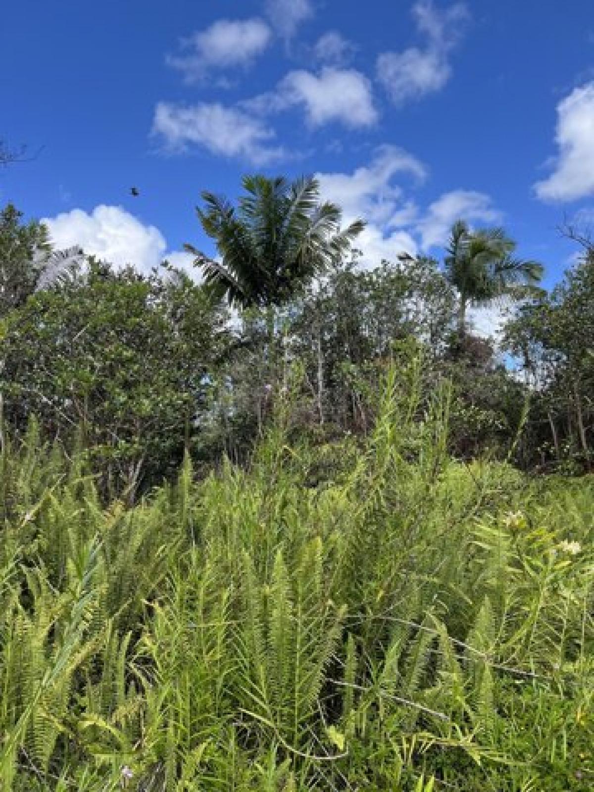Picture of Residential Land For Sale in Kurtistown, Hawaii, United States