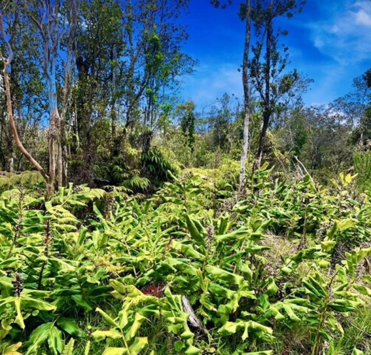 Picture of Residential Land For Sale in Volcano, Hawaii, United States