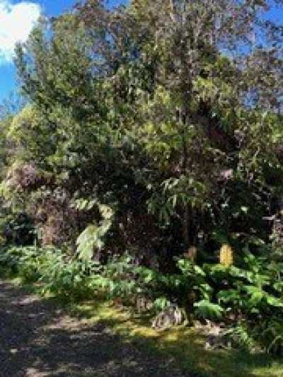 Residential Land For Sale in Volcano, Hawaii
