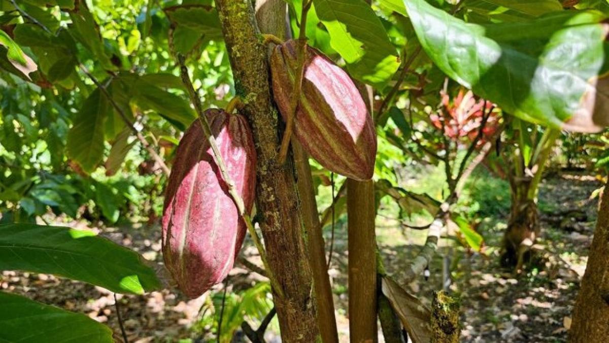 Picture of Home For Sale in Pahoa, Hawaii, United States