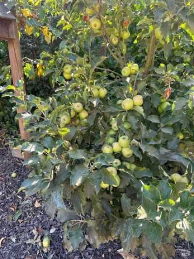 Home For Rent in Vallejo, California