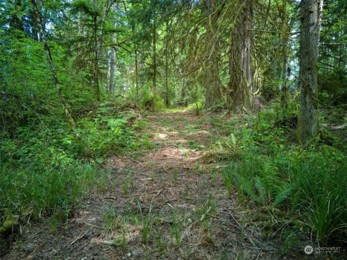 Picture of Residential Land For Sale in Shelton, Washington, United States