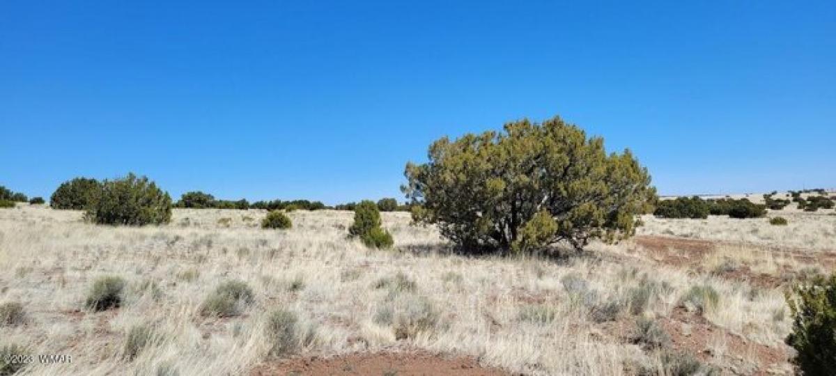 Picture of Residential Land For Rent in Concho, Arizona, United States