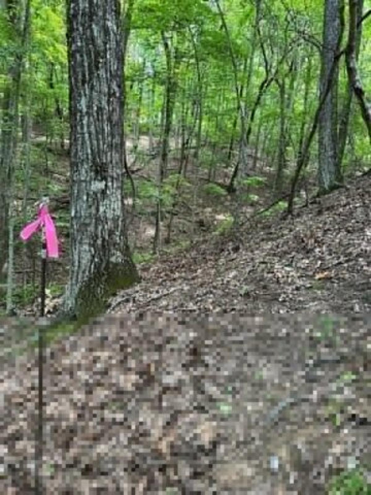 Picture of Residential Land For Sale in Morganton, Georgia, United States