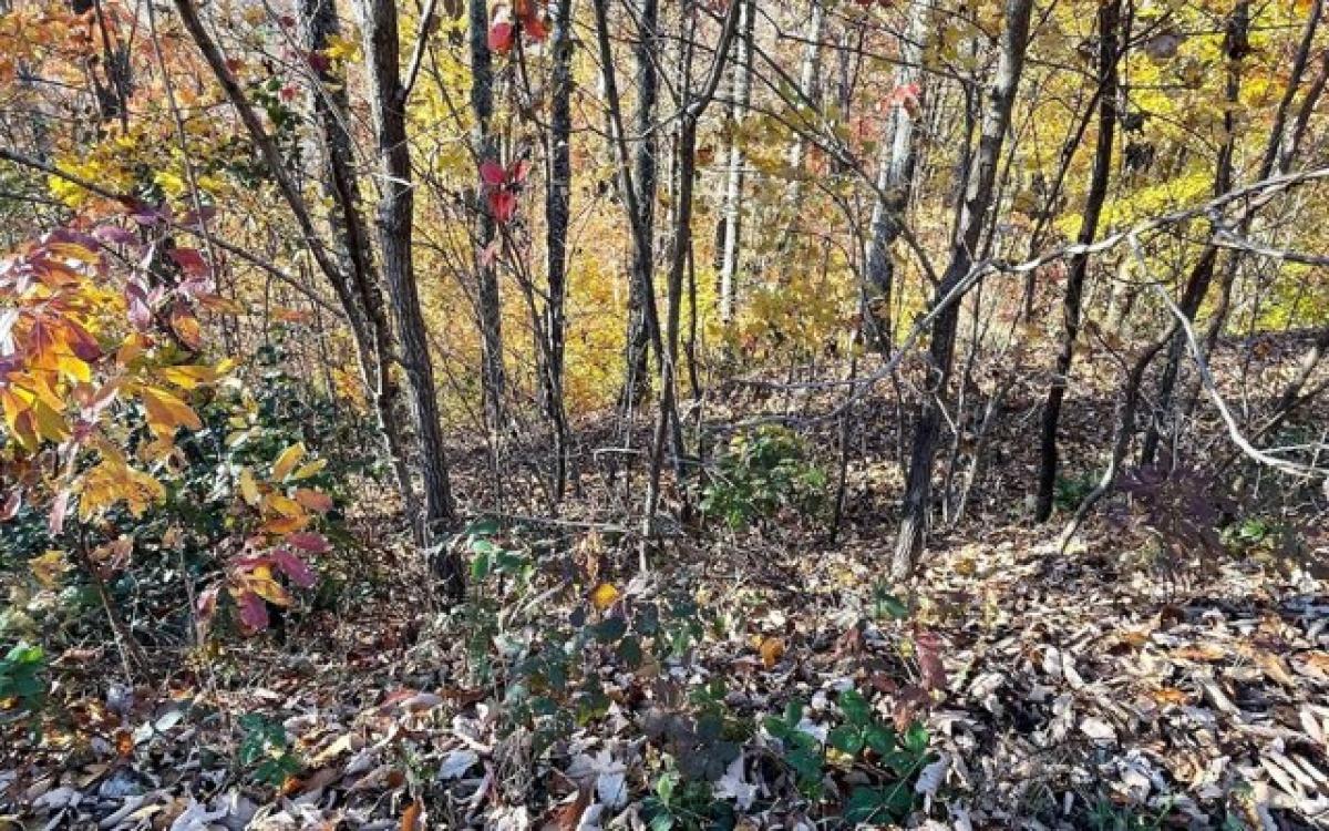 Picture of Residential Land For Rent in Hayesville, North Carolina, United States