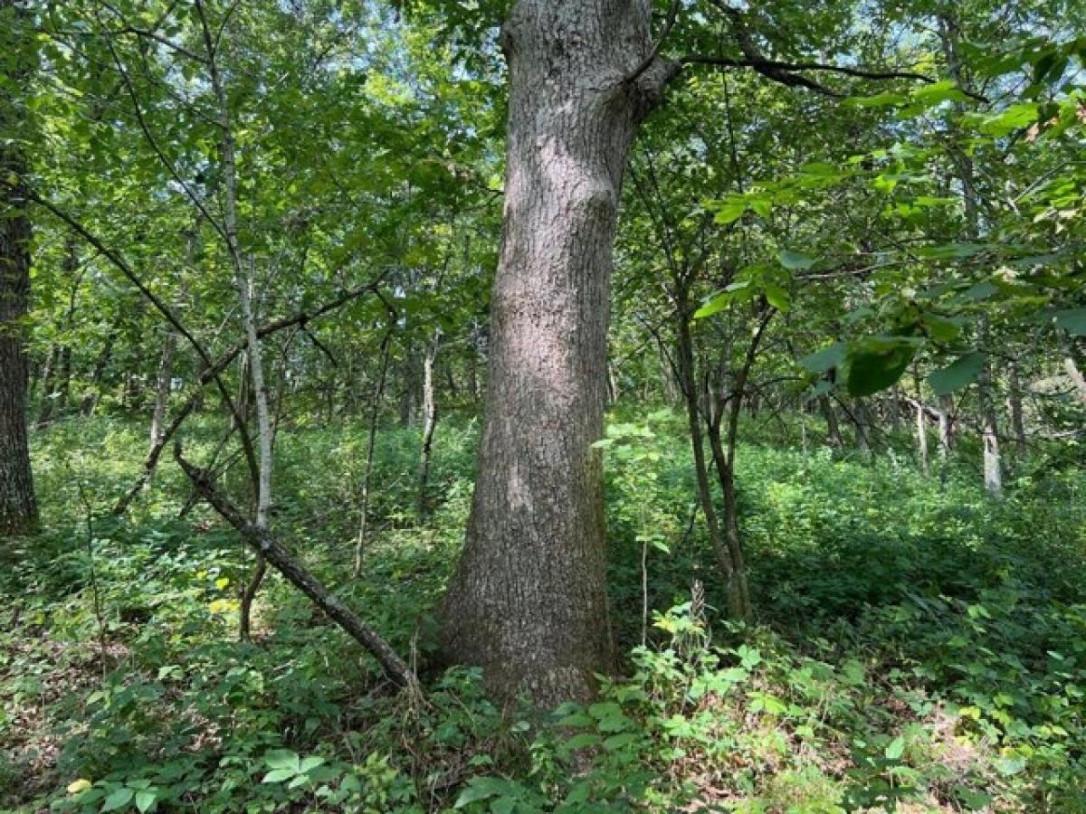 Picture of Residential Land For Sale in Ethel, Missouri, United States