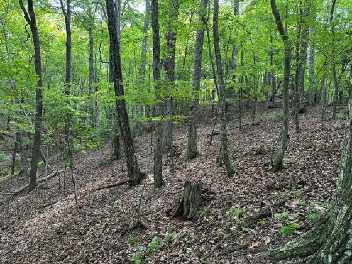 Picture of Residential Land For Sale in Morganton, Georgia, United States