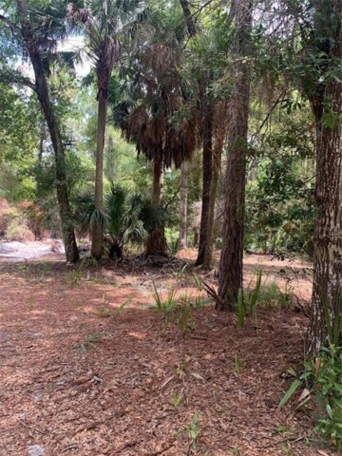 Picture of Residential Land For Sale in Georgetown, Florida, United States