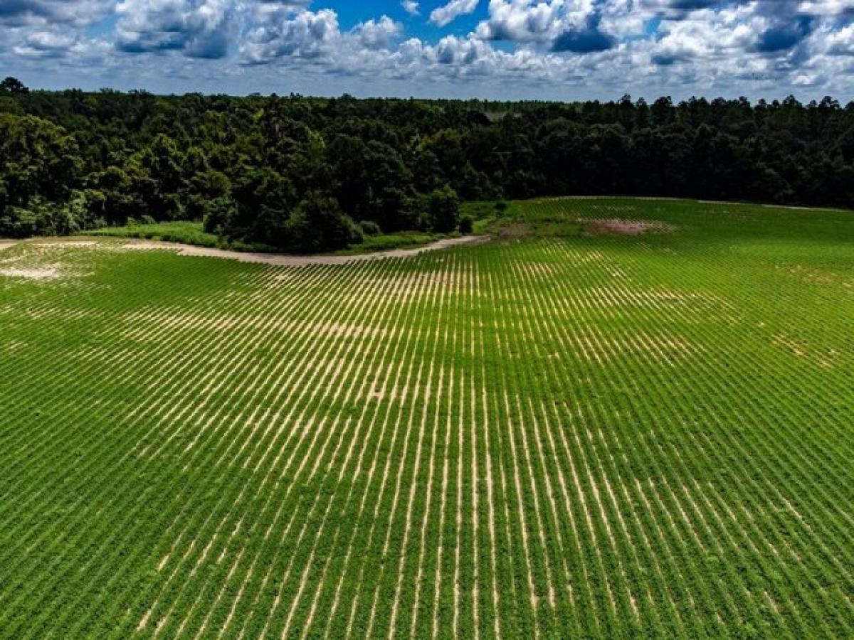 Picture of Residential Land For Sale in Cottonwood, Alabama, United States