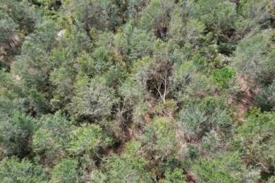 Residential Land For Sale in Lee, Florida