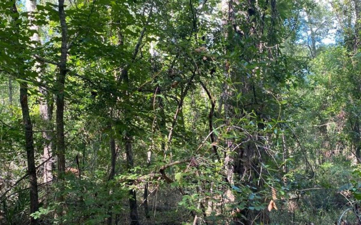 Picture of Residential Land For Rent in Live Oak, Florida, United States