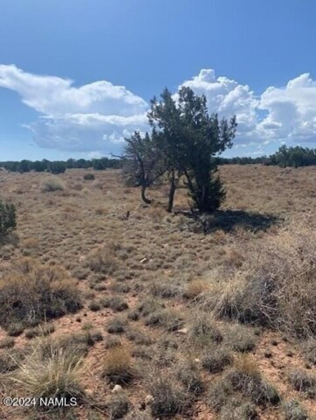 Picture of Residential Land For Rent in Williams, Arizona, United States
