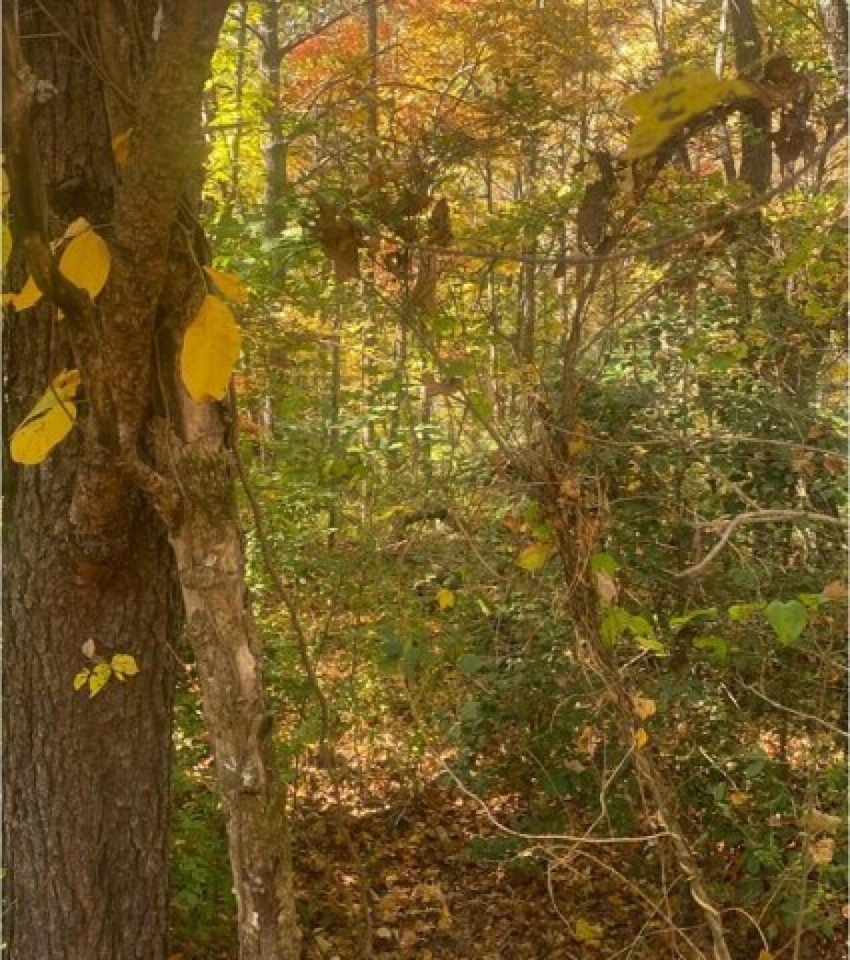 Picture of Residential Land For Rent in Blairsville, Georgia, United States