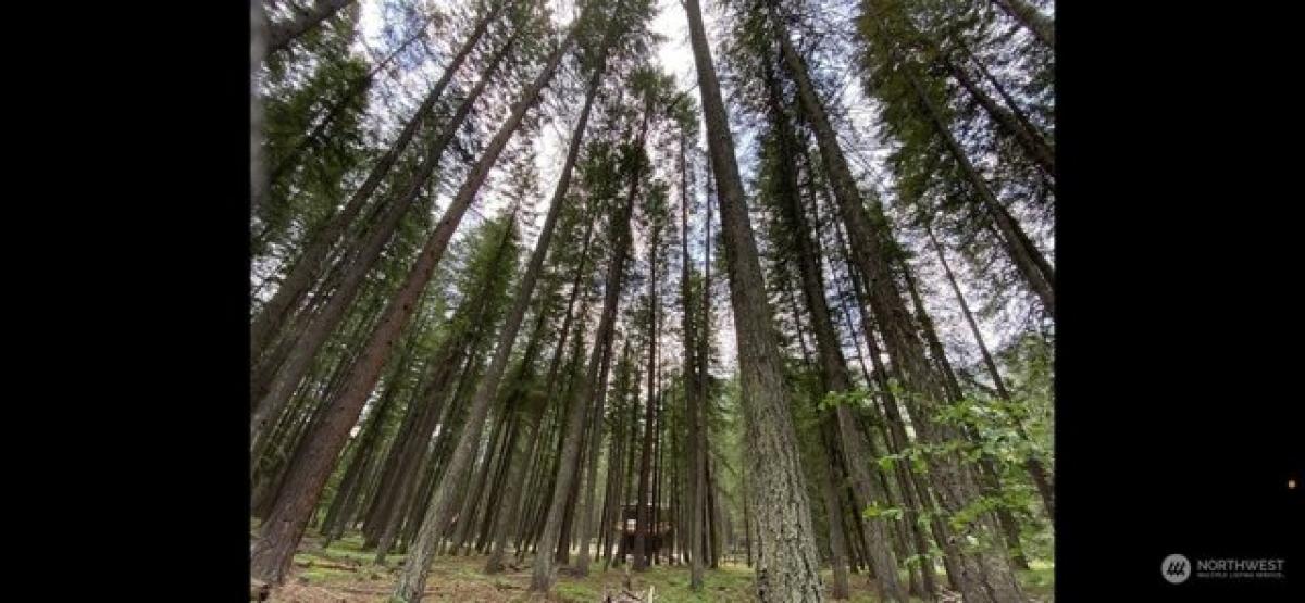Picture of Residential Land For Sale in Mazama, Washington, United States