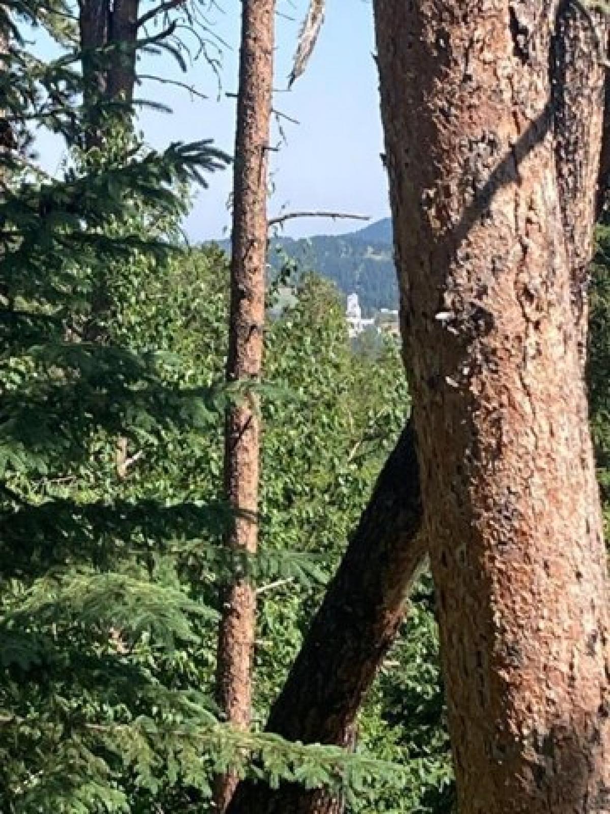 Picture of Residential Land For Sale in Lead, South Dakota, United States