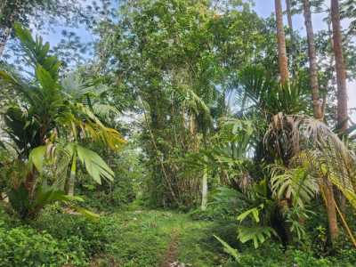 Residential Land For Sale in Pahoa, Hawaii