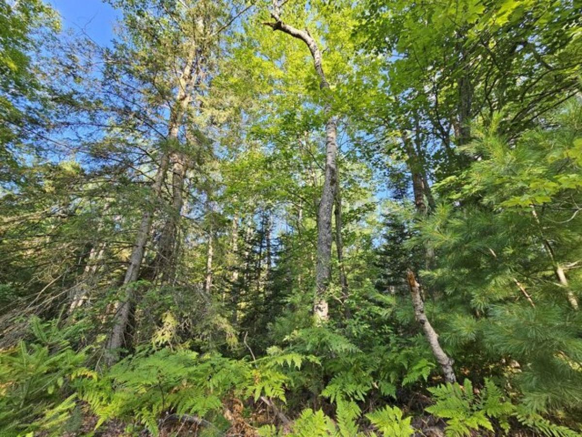 Picture of Residential Land For Rent in Wolverine, Michigan, United States