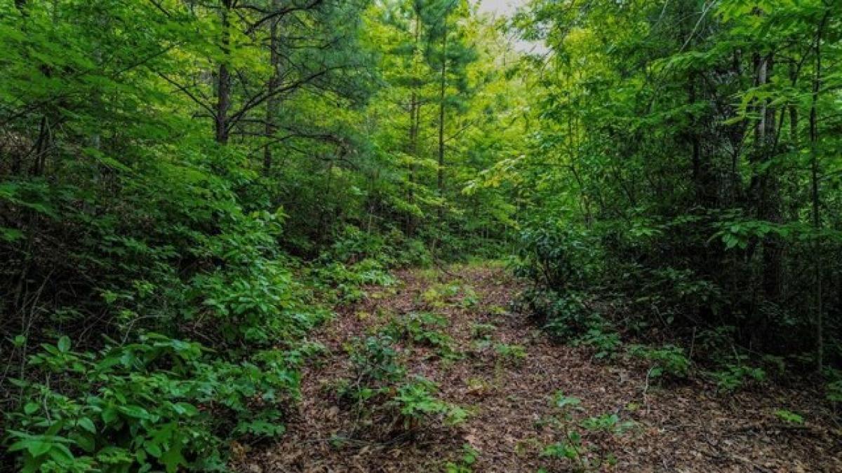 Picture of Residential Land For Sale in Franklin, North Carolina, United States