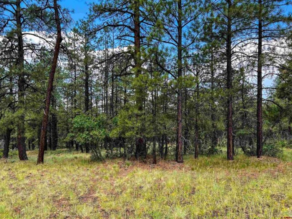 Picture of Residential Land For Sale in Pagosa Springs, Colorado, United States
