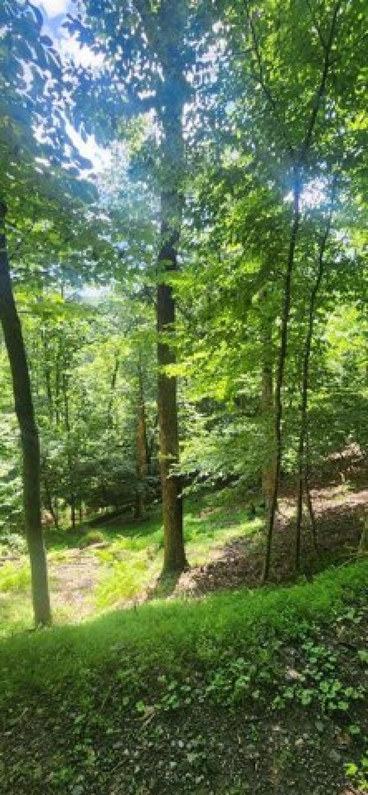 Picture of Residential Land For Sale in Ellijay, Georgia, United States