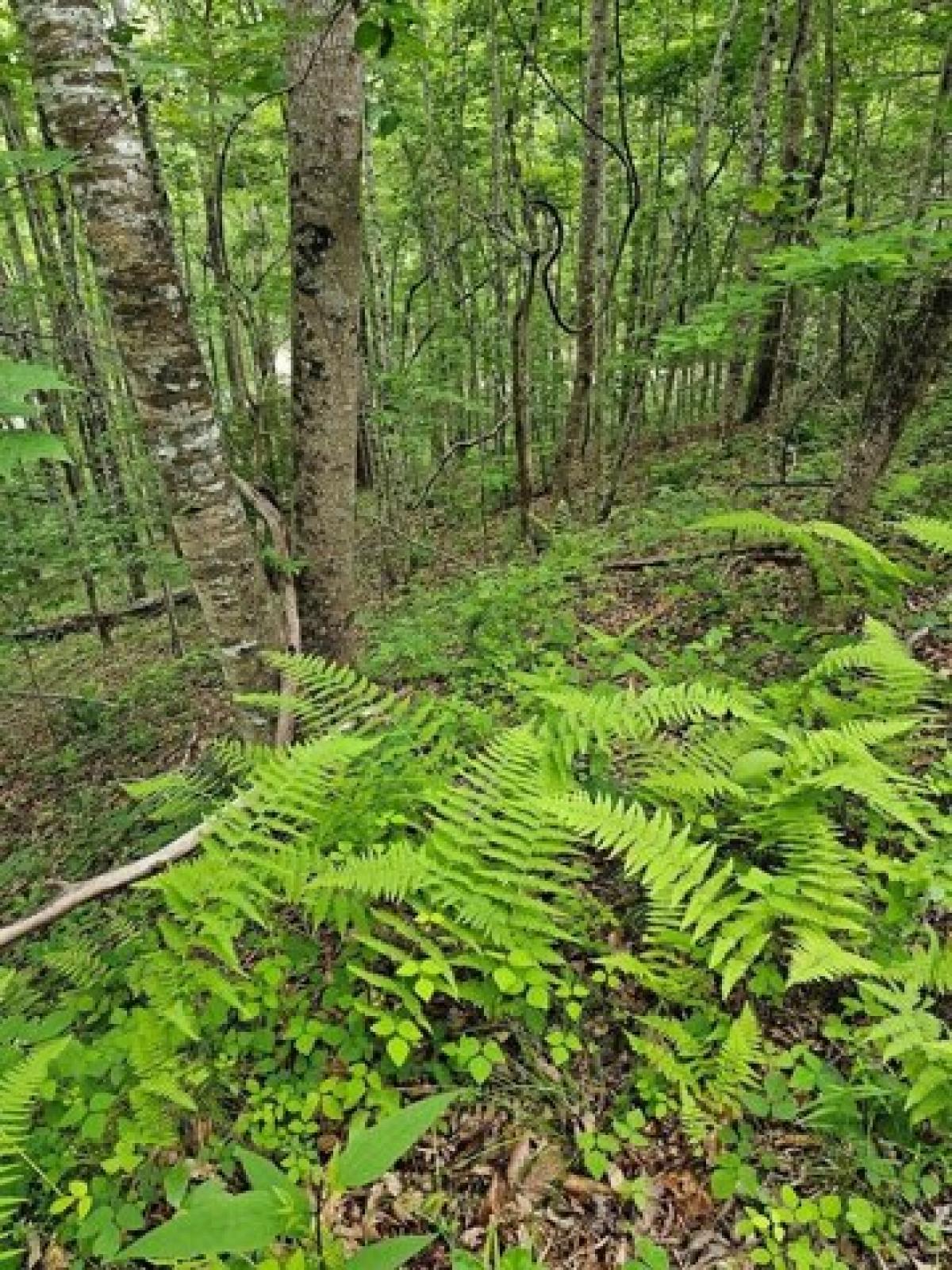Picture of Residential Land For Sale in Franklin, North Carolina, United States