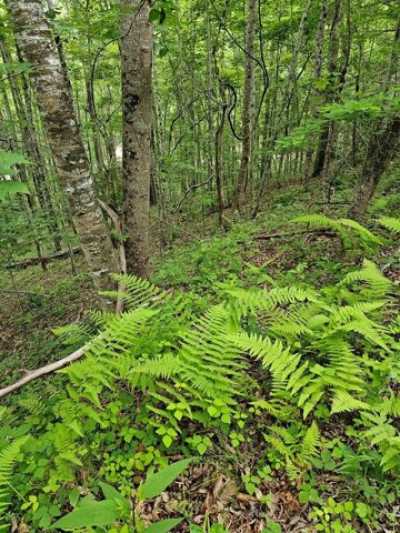 Residential Land For Sale in Franklin, North Carolina