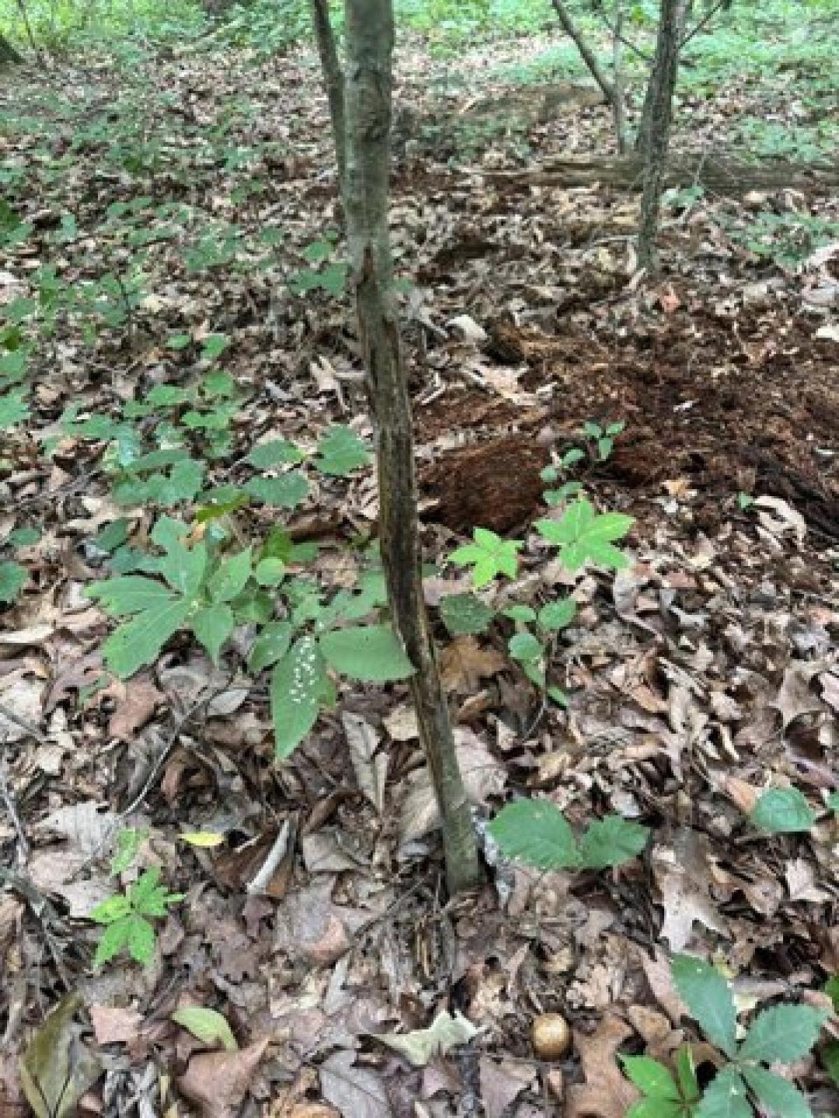 Picture of Residential Land For Sale in Dalton, Georgia, United States