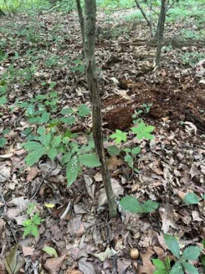 Residential Land For Sale in Dalton, Georgia