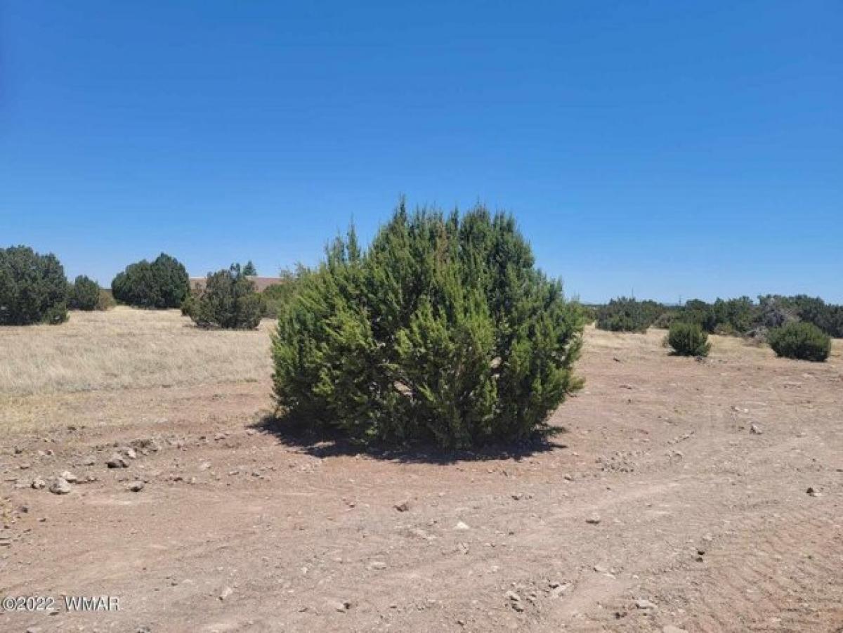Picture of Residential Land For Sale in Show Low, Arizona, United States