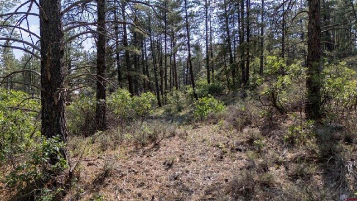 Picture of Residential Land For Sale in Pagosa Springs, Colorado, United States