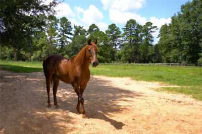 Residential Land For Sale in Montgomery, Texas