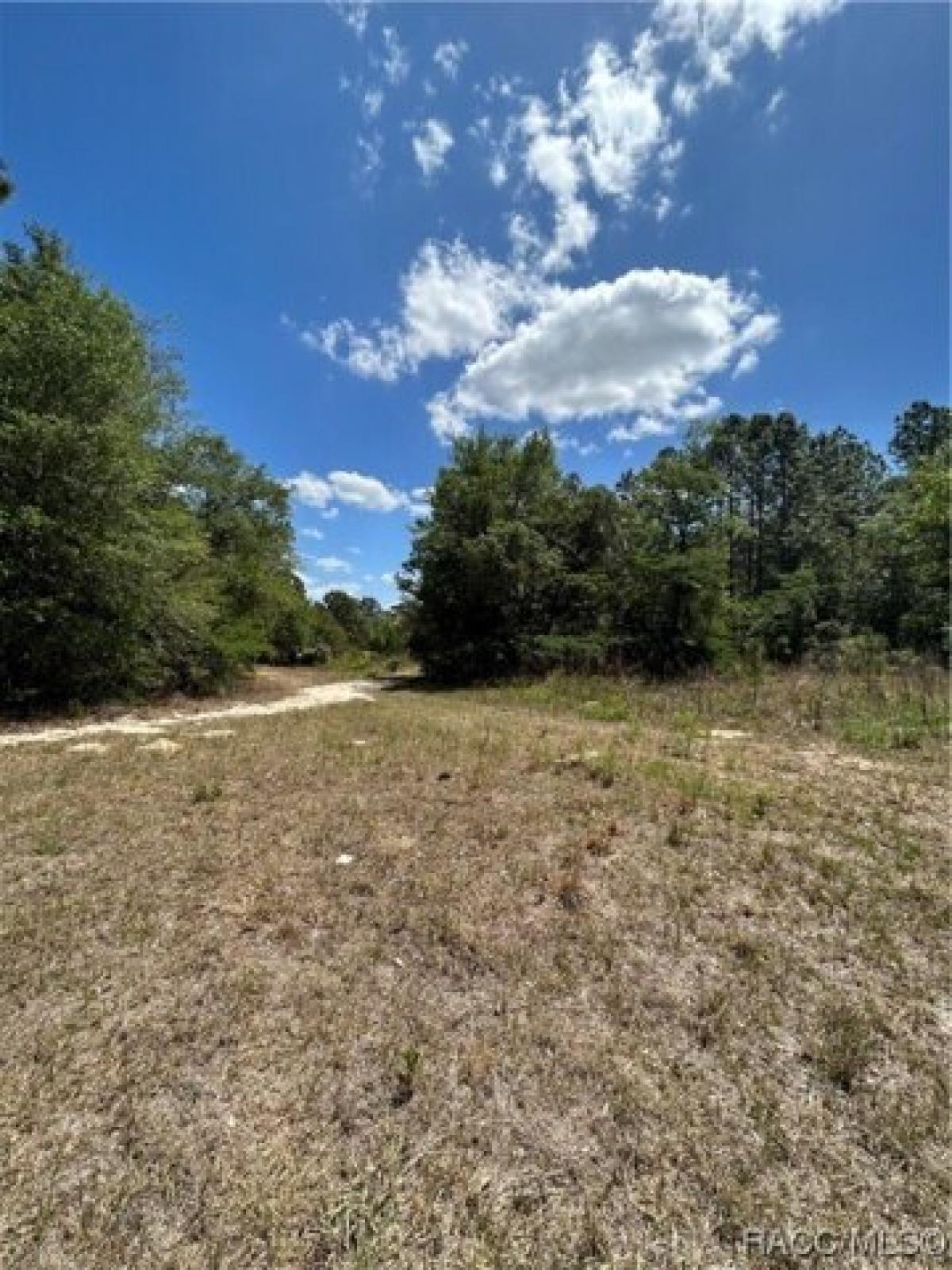 Picture of Residential Land For Sale in Citrus Springs, Florida, United States
