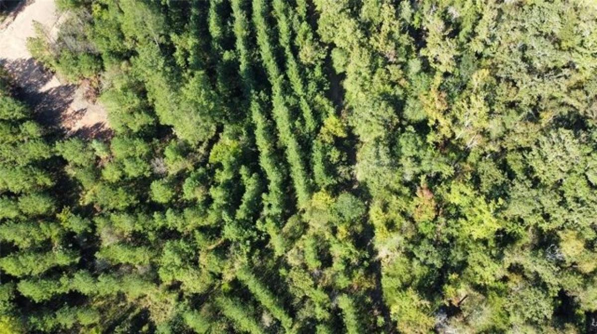 Picture of Residential Land For Sale in Broken Bow, Oklahoma, United States