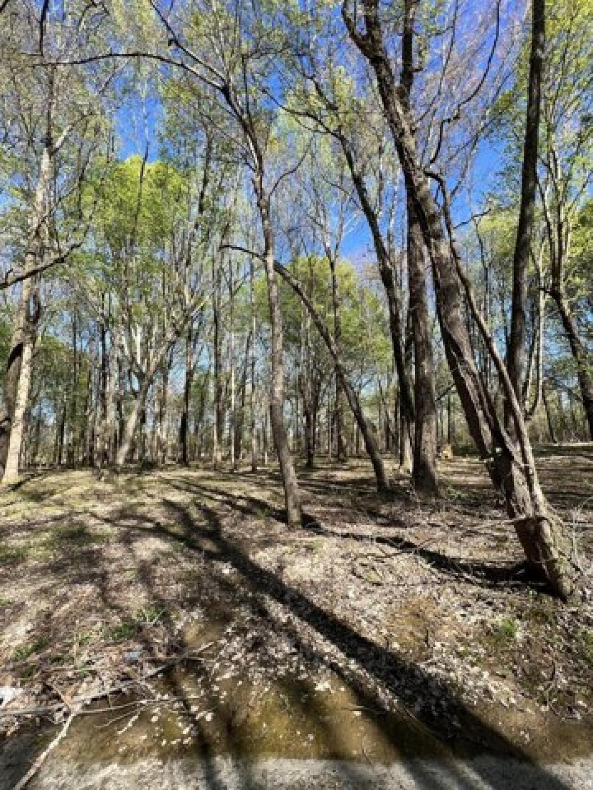 Picture of Residential Land For Sale in Lafayette, Tennessee, United States