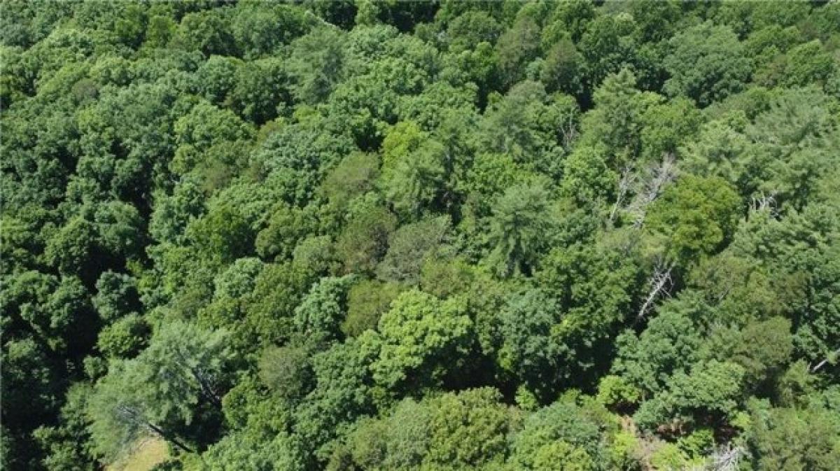 Picture of Residential Land For Rent in Ellijay, Georgia, United States