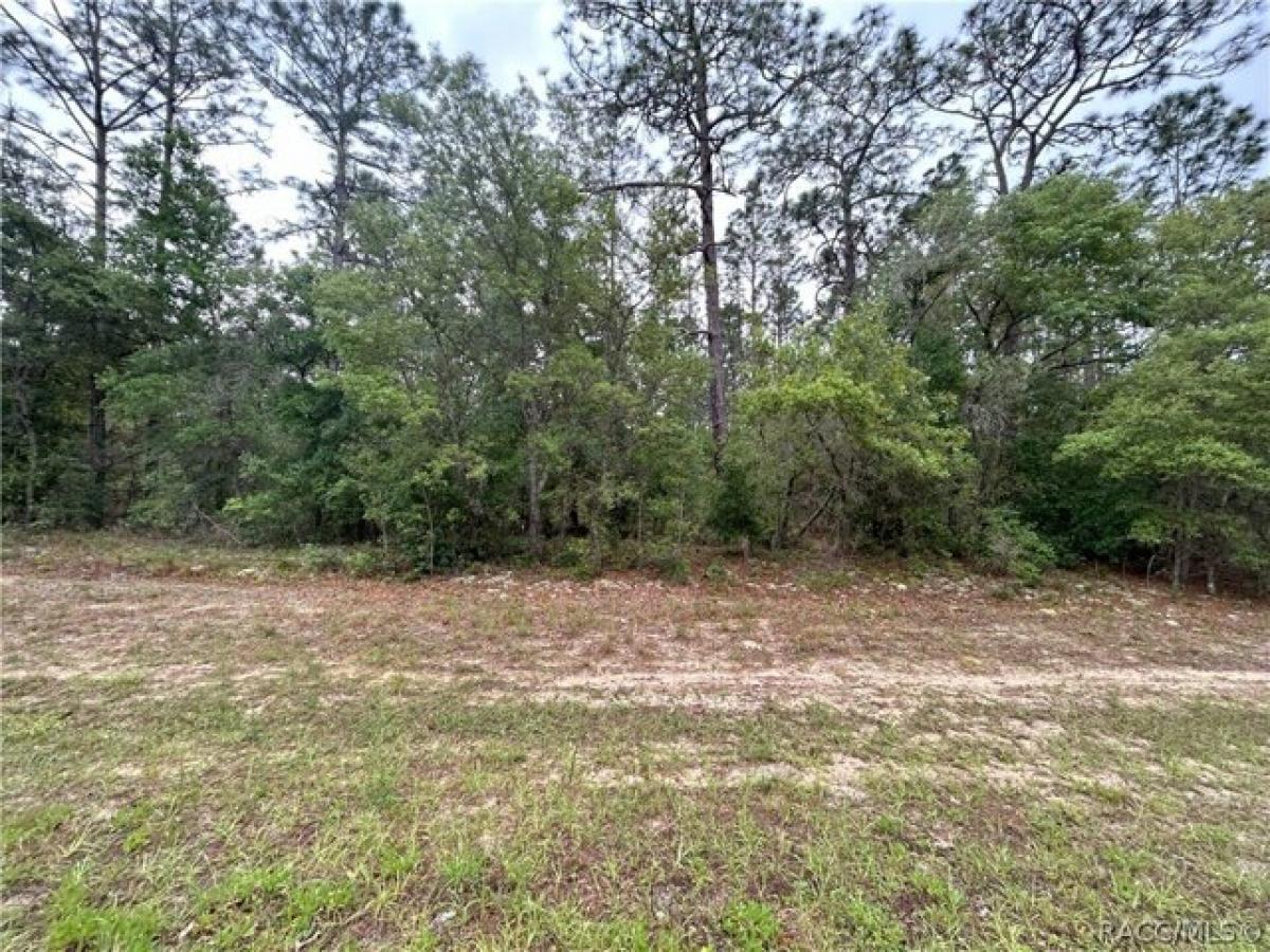 Picture of Residential Land For Sale in Citrus Springs, Florida, United States