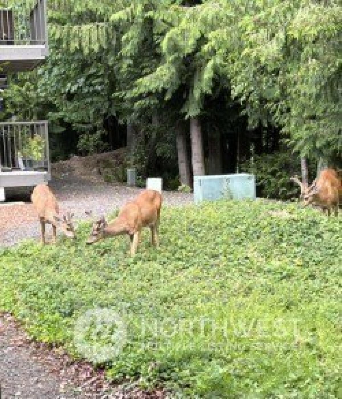 Picture of Home For Sale in Bremerton, Washington, United States